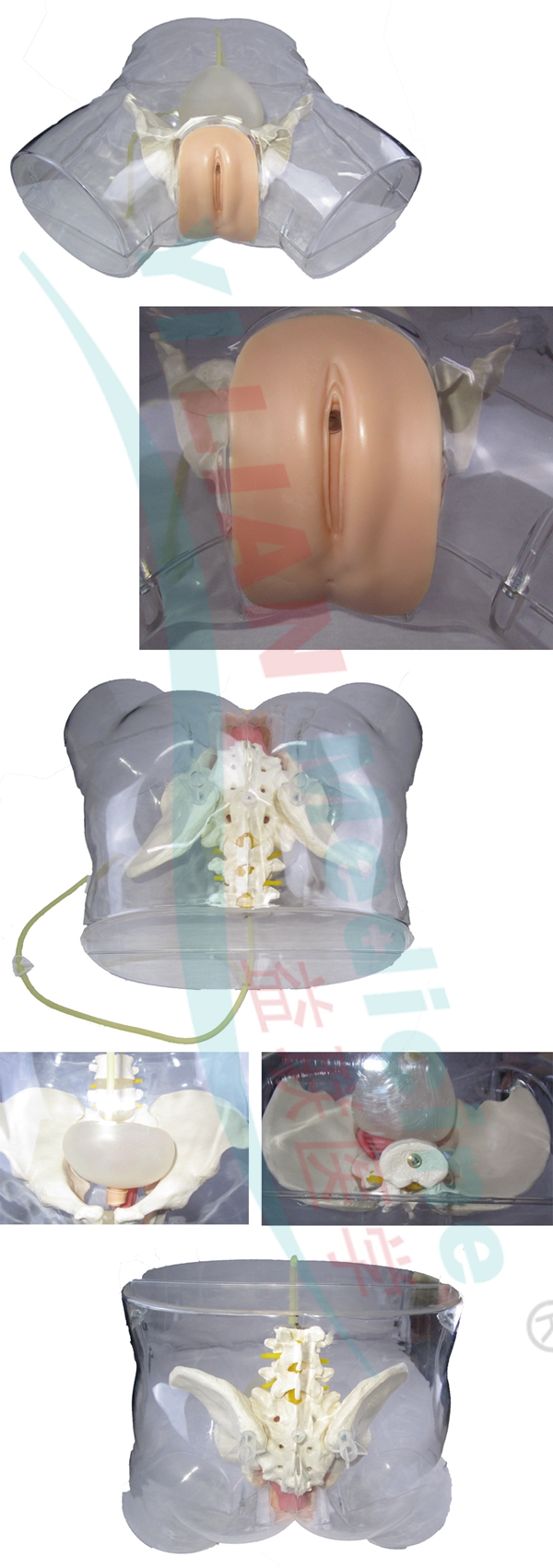 �߼�͸��Ů�Ԍ�(d��o)��ģ��